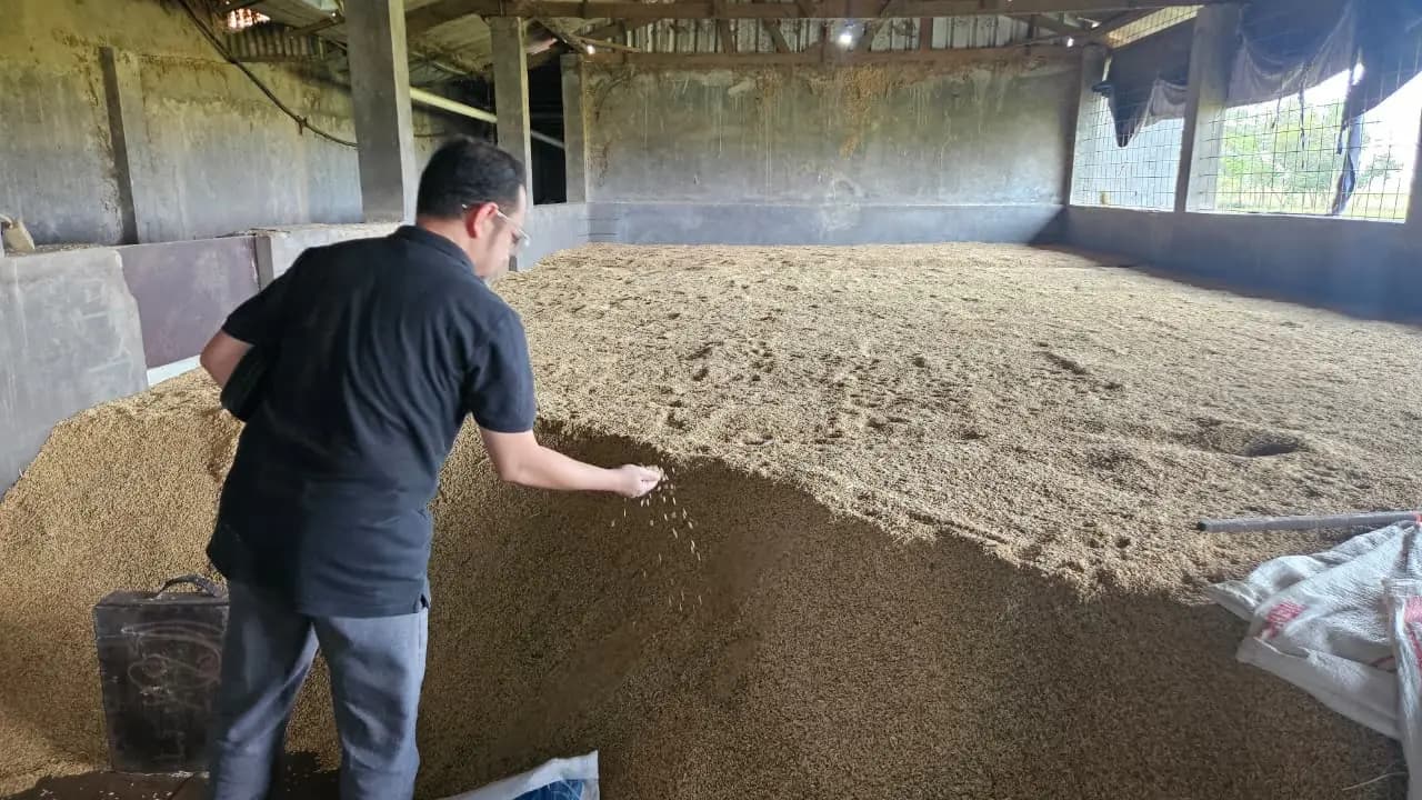 Hamparan sawah padi yang membentang luas di Jawa Barat